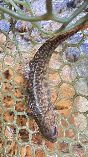 イワナの釣果