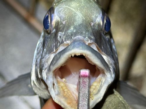 ミナミクロダイの釣果