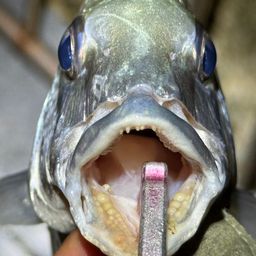 ミナミクロダイ