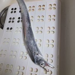 タチウオ