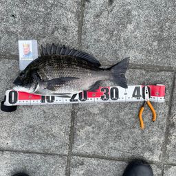 クロダイ