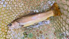 ヤマトイワナの釣果