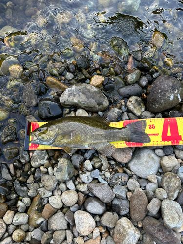 スモールマウスバスの釣果