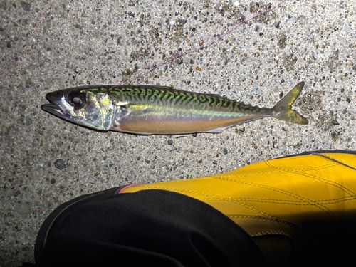 サバの釣果
