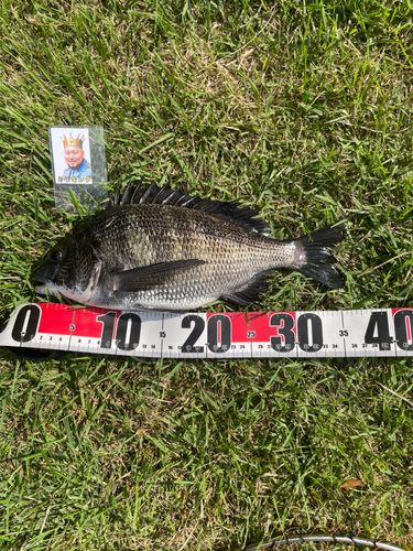 クロダイの釣果
