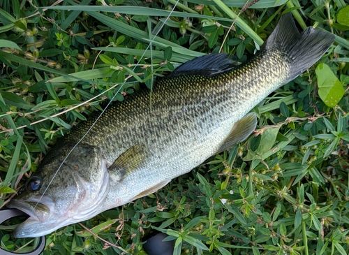 ブラックバスの釣果