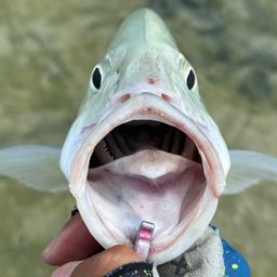 オニヒラアジ
