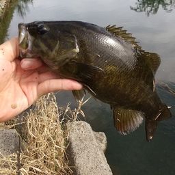 スモールマウスバス