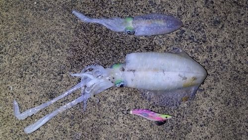 アオリイカの釣果