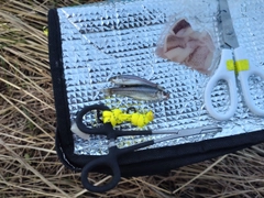 クチボソの釣果