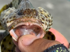 シロブチハタの釣果