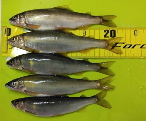 アユの釣果