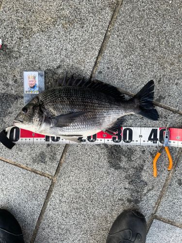 クロダイの釣果
