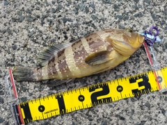 アオハタの釣果