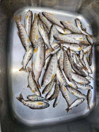 アマゴの釣果