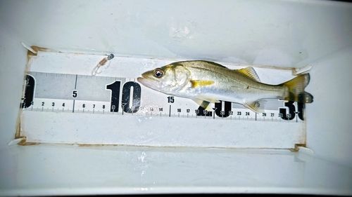 セイゴ（マルスズキ）の釣果