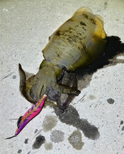 アオリイカの釣果