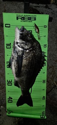 チヌの釣果
