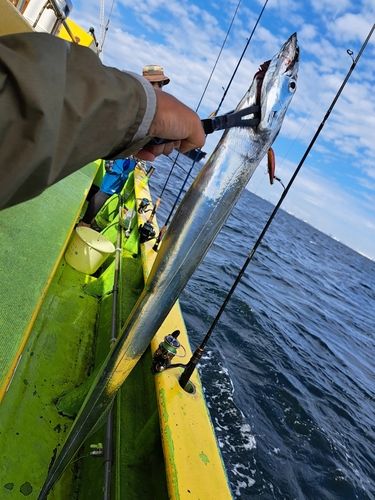 タチウオの釣果