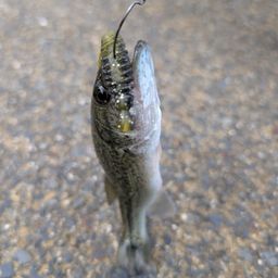 ブラックバス