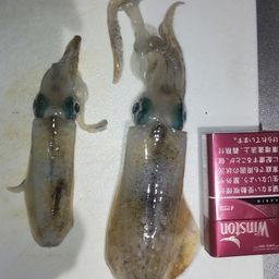 アオリイカ