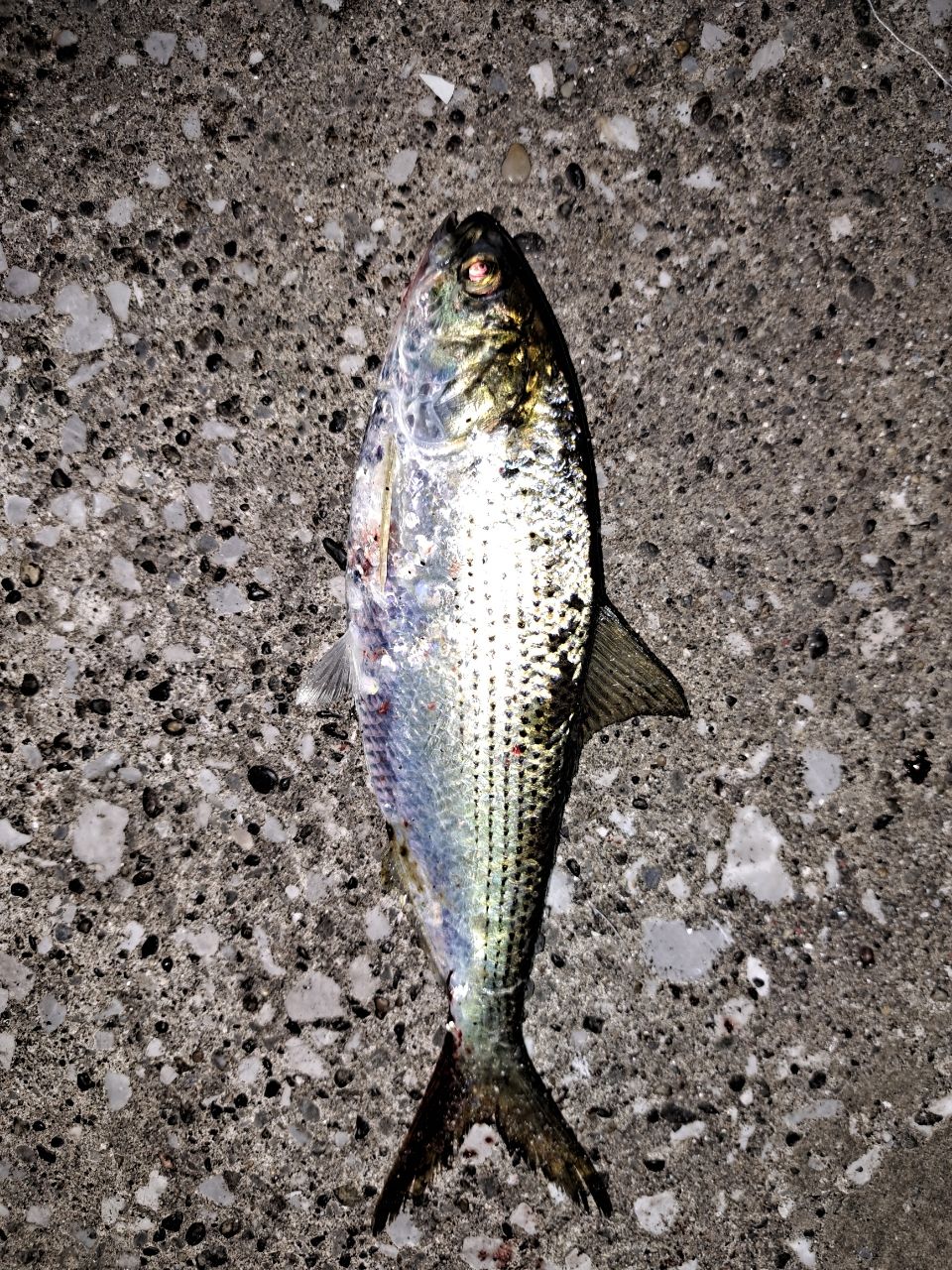 コノシロ
