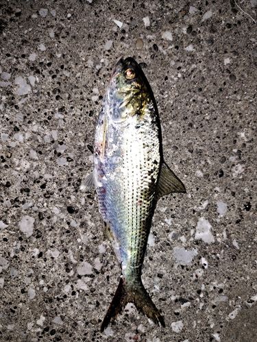コノシロの釣果