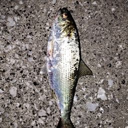 コノシロ
