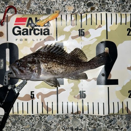 クロソイの釣果