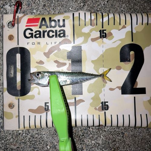 マサバの釣果