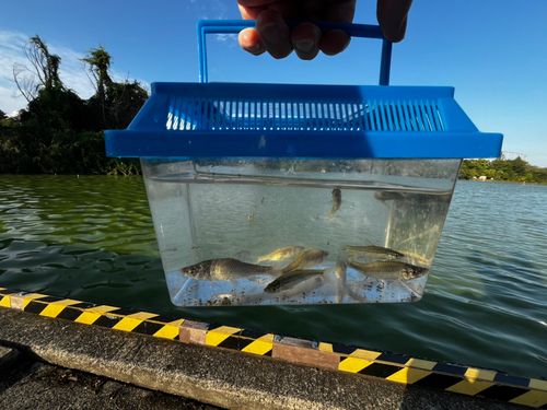クチボソの釣果