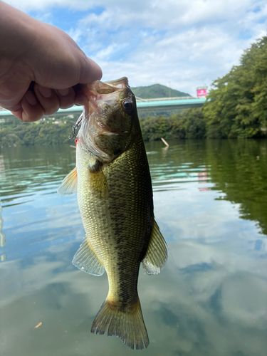 相模湖