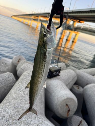 サゴシの釣果