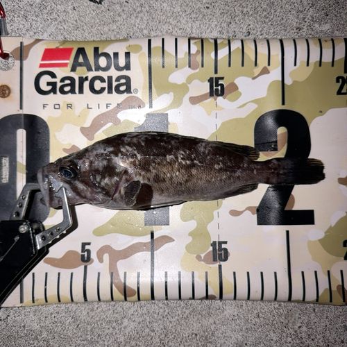 クロソイの釣果