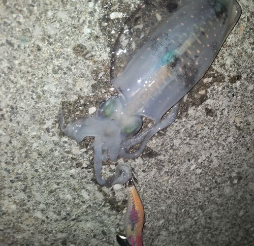 アオリイカの釣果