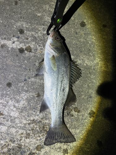 セイゴ（ヒラスズキ）の釣果