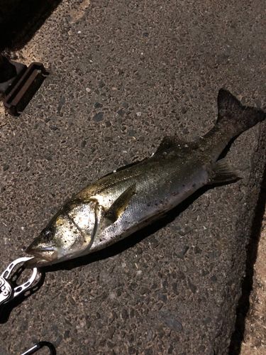 ハネ（マルスズキ）の釣果
