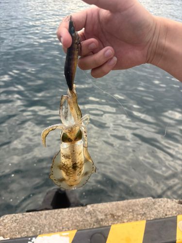 越前海岸