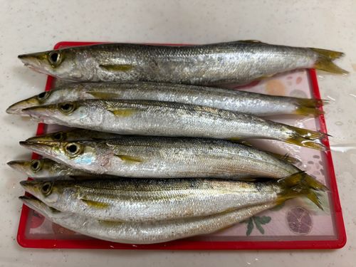 カマスの釣果