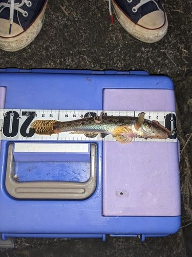 マハゼの釣果