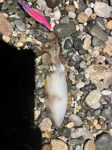 アオリイカの釣果