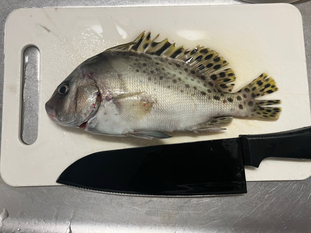 コショウダイ