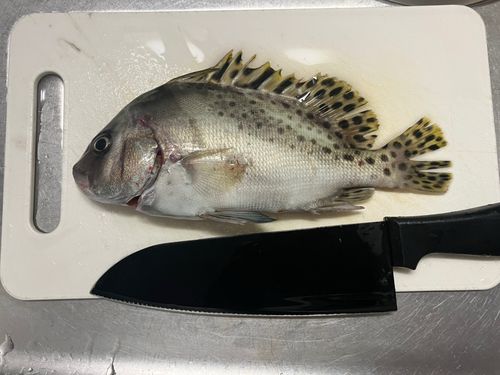敦賀湾