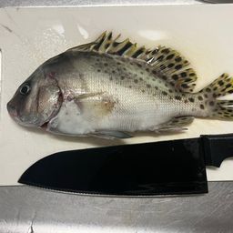コショウダイ