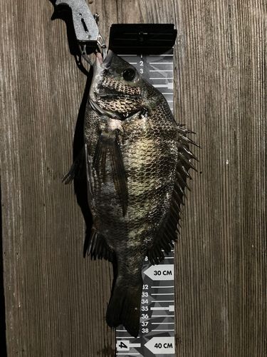クロダイの釣果
