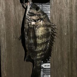 クロダイ
