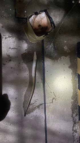 噴火湾