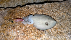 コウイカの釣果