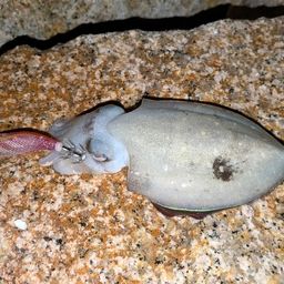 コウイカ