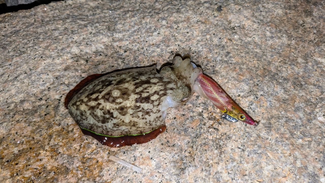 コウイカ